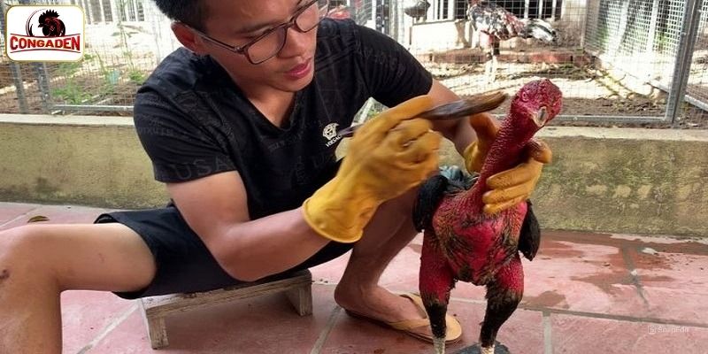 4 bước vô nghệ cho gà chuẩn xác