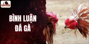 Bình Luận Đá Gà