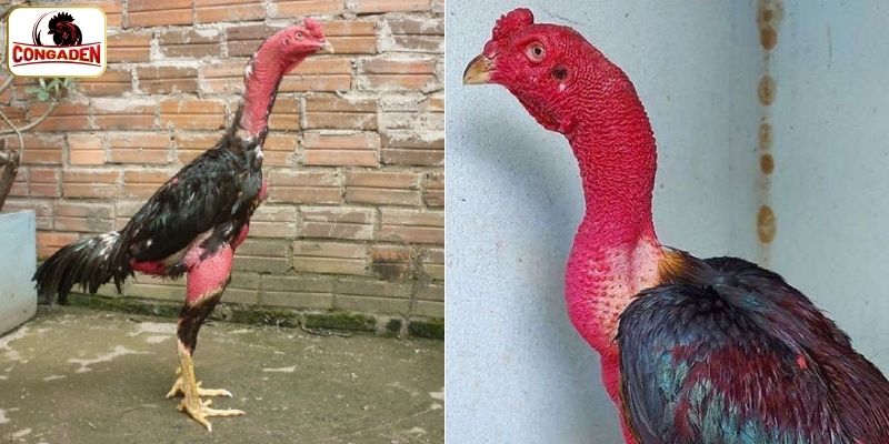 Các yếu tố tạo nên một huyền thoại chiến kê
