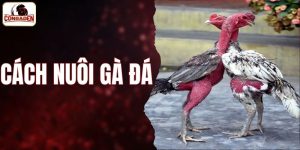 cách nuôi gà đá