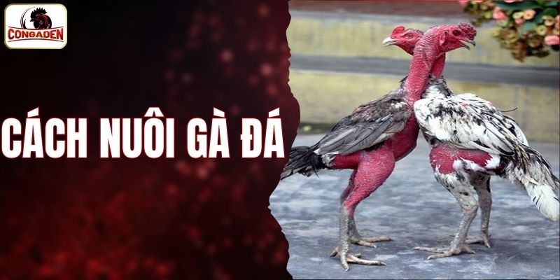 cách nuôi gà đá