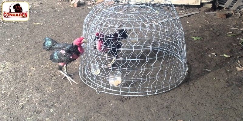 Cách thức luyện tập cho chiến kê