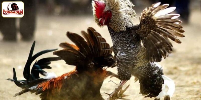 Cách truy cập và xem trực tiếp đá gà trên CONGADEN