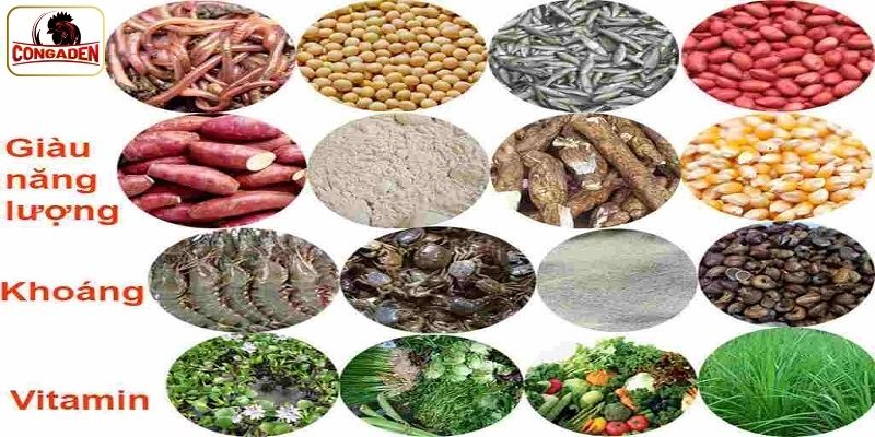 Chế độ ăn uống đạt tiêu chuẩn