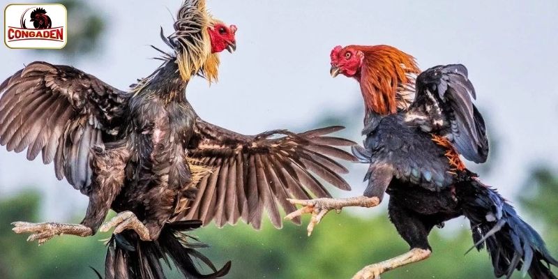 Đa dạng giải đấu từ khắp nơi
