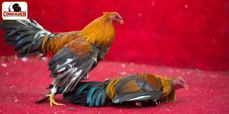 Đa dạng loại hình tại đá gà Thomo