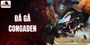 Đá Gà CONGADEN