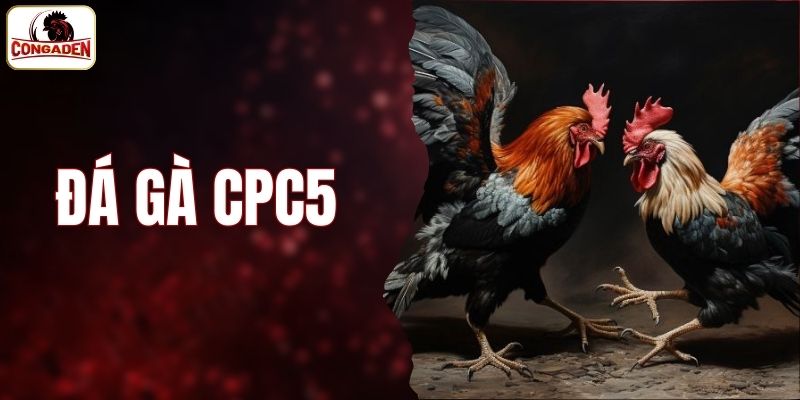 Đá gà CPC5
