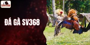 đá gà sv368