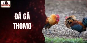 Đá Gà Thomo