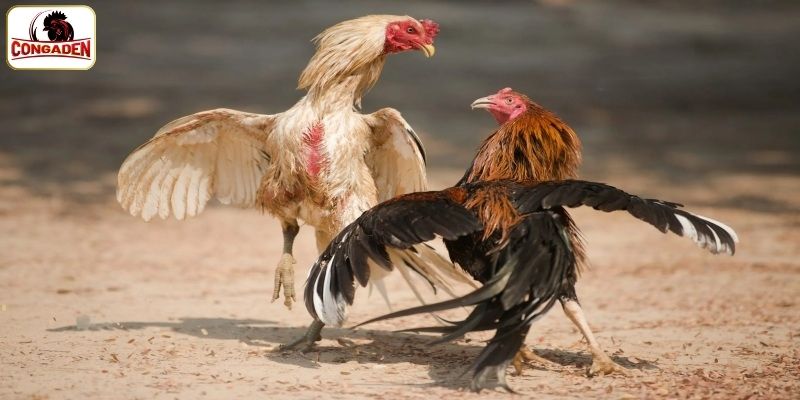 Điểm nổi bật của đấu gà CPC5