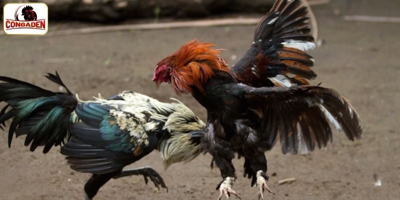 Đôi nét về đá gà CPC2