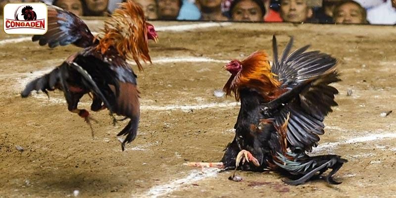 Đôi nét về đá gà CP5