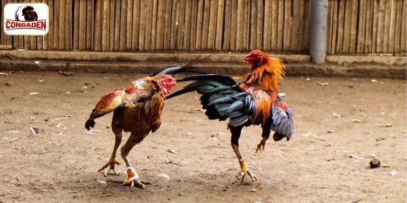 Đôi nét về đấu gà CPC1