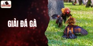 Giải Đá Gà