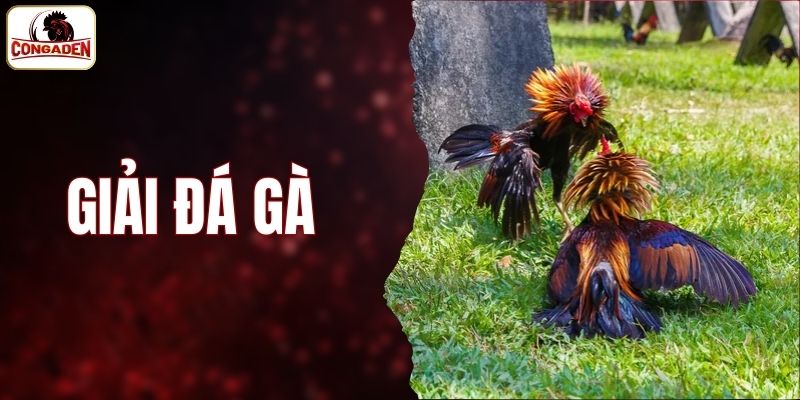 Giải Đá Gà