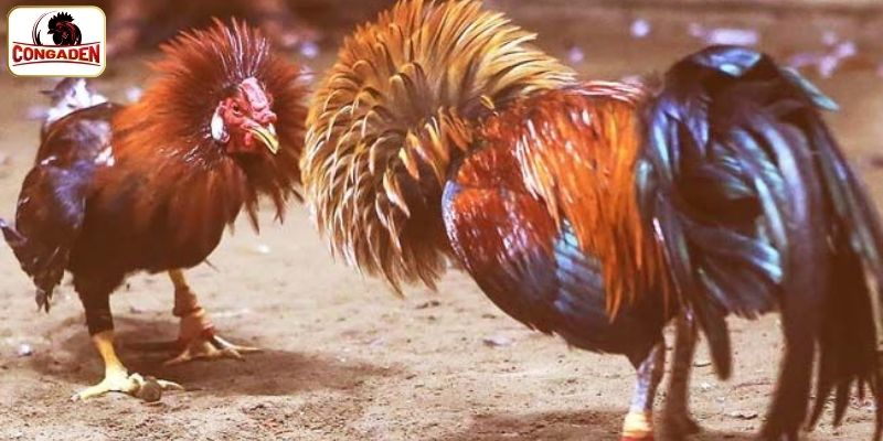 Giới thiệu khái quát trường gà Savan