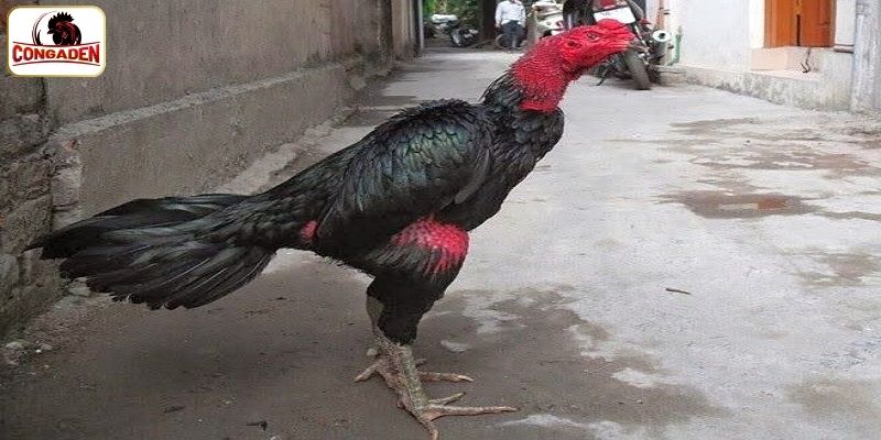 Giới thiệu sơ lược về Tía Thiên Lôi