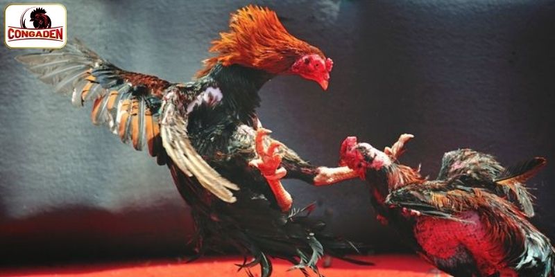 Hướng dẫn lựa chọn nền tảng xem