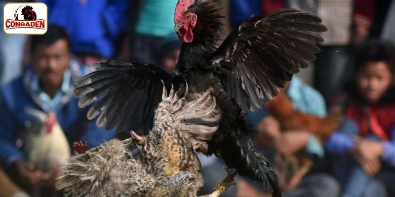 Khuyến mãi CONGADEN và hướng dẫn cơ bản