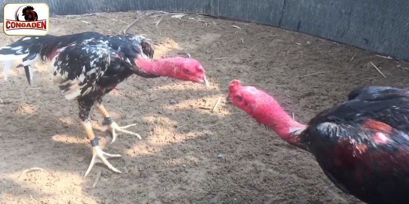 Lối đá danh tiếng của Tía Thiên Lôi