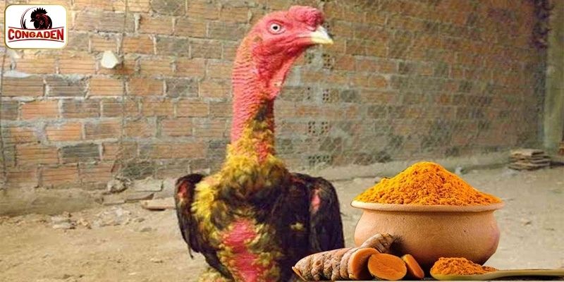 Lợi ích khi vô nghệ cho chiến kê
