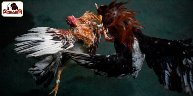Luật chơi cần biết khi tham gia đá gà Thomo