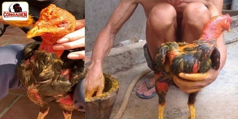 Những cách vô nghệ cho gà phổ biến