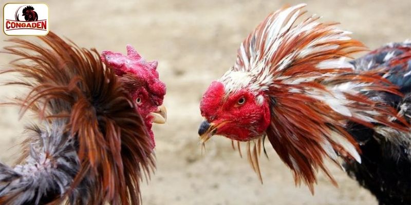 Những điểm hấp dẫn người xem trực tiếp đá gà trên CONGADEN