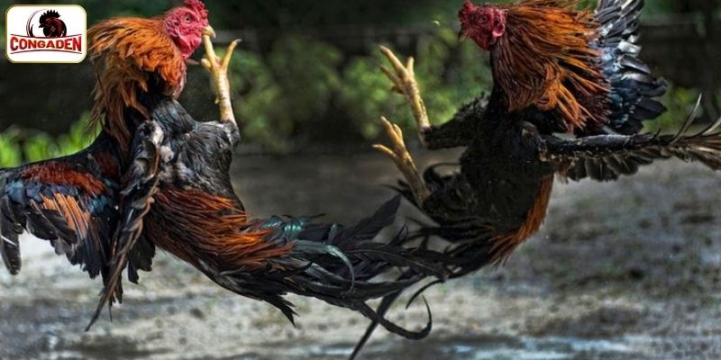 Những điều cần biết về tổ chức giải đá gà