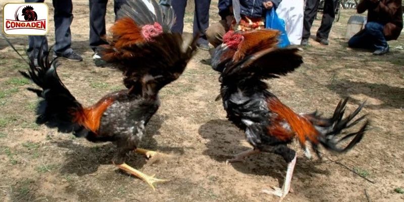 Quy trình chuẩn bị trước trận đấu chọi kê