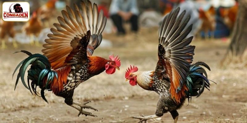 Tặng thưởng cho mỗi sự kiện hay giải đấu lớn