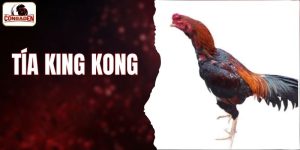 Tía King Kong
