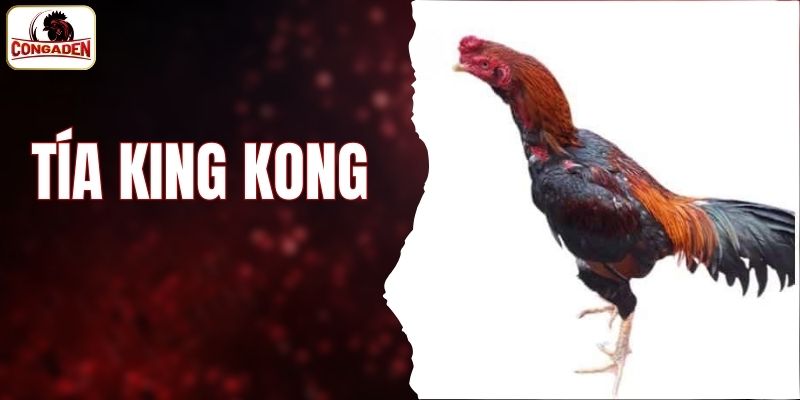 Tía King Kong