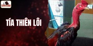 Tía Thiên Lôi