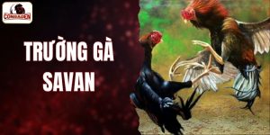 Trường Gà Savan