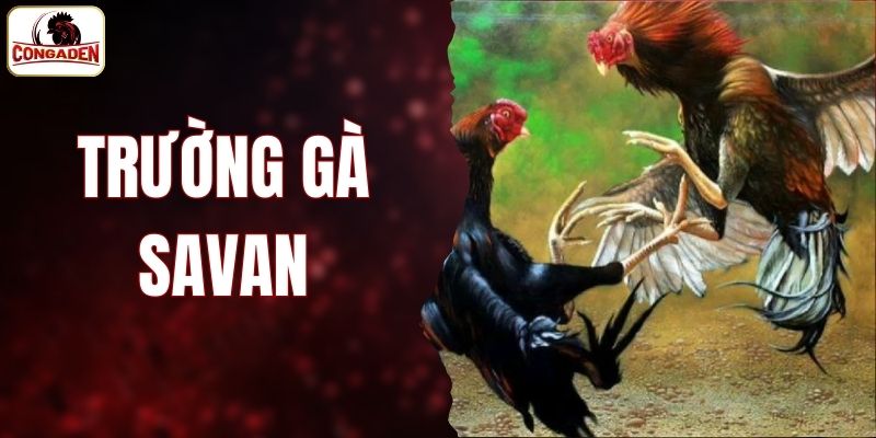 Trường Gà Savan
