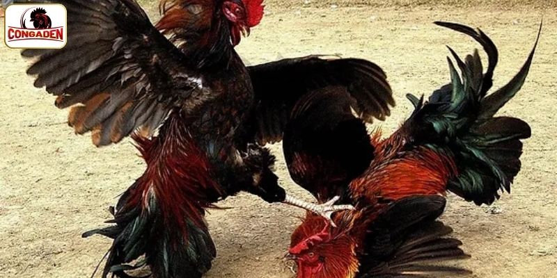 Ưu điểm đấu gà CP2 tại CONGADEN