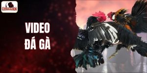 video đá gà