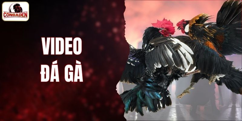 video đá gà