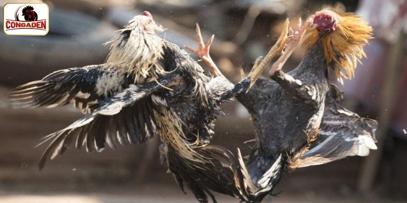 Xác định thắng thua trong trận đấu chọi kê
