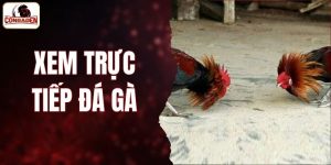 Xem Trực Tiếp Đá Gà