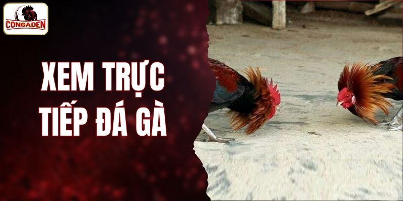Xem Trực Tiếp Đá Gà